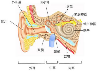 鼻と耳のしくみと特長